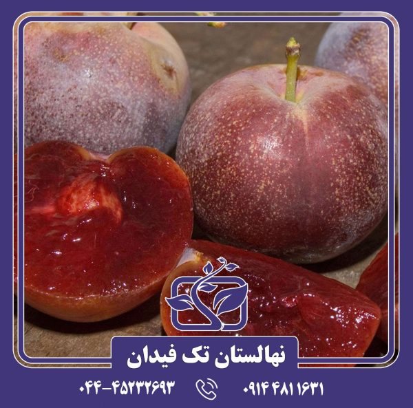 نهال آلو سانتریزه