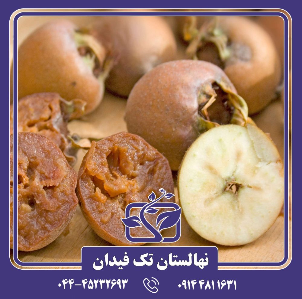 نهال ازگیل ایرانی