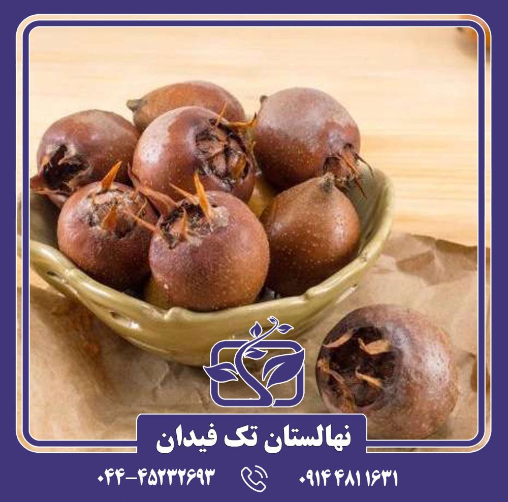 نهال ازگیل ایرانی