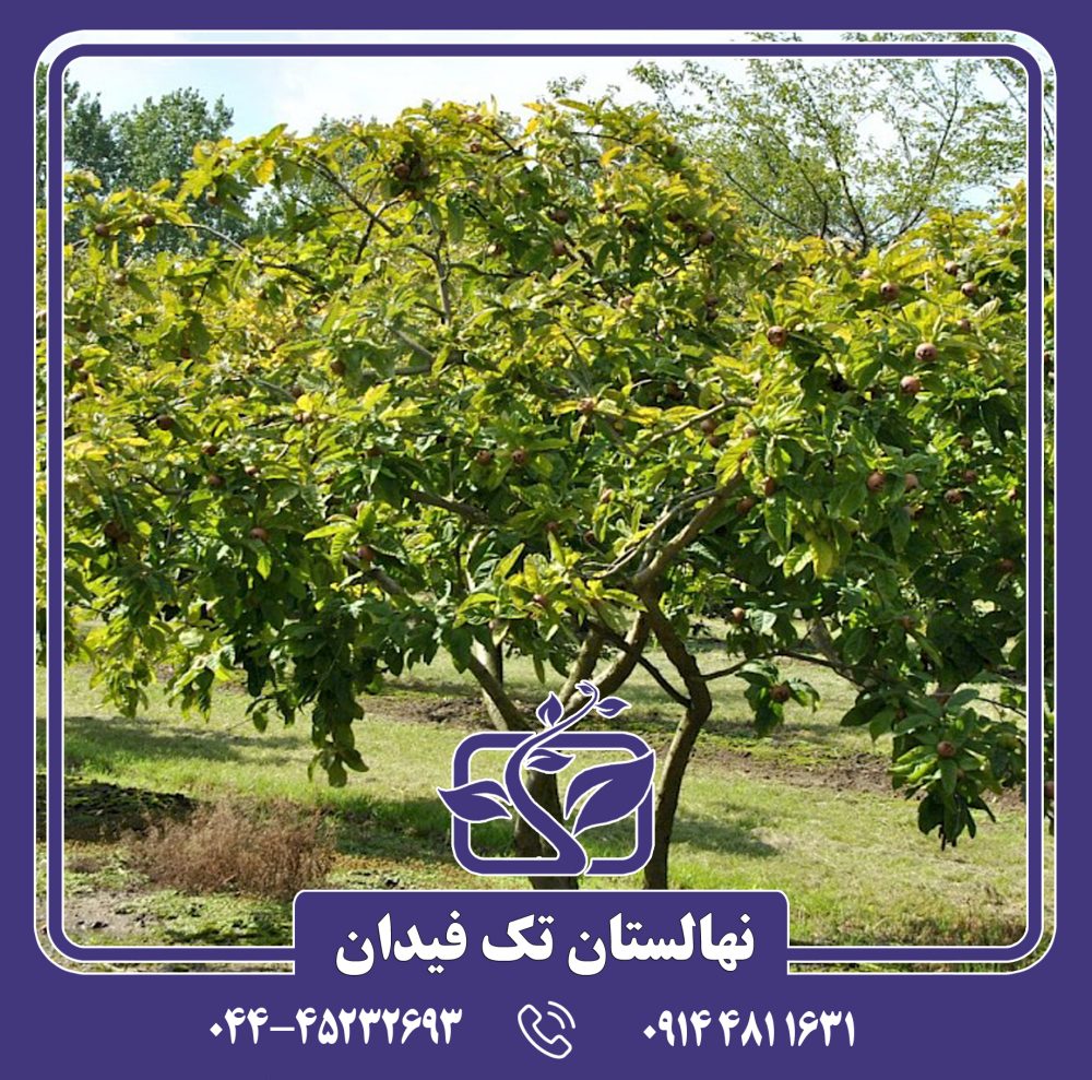 نهال ازگیل ایرانی