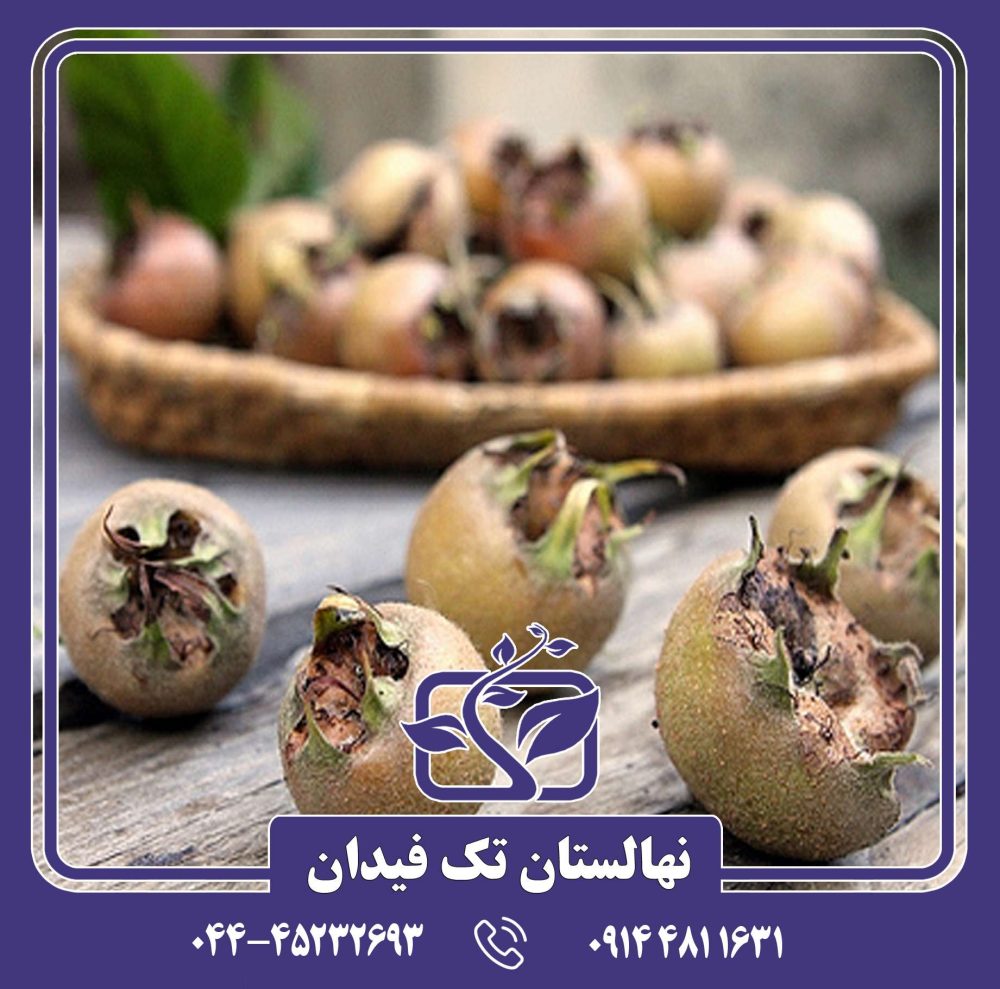 نهال ازگیل ایرانی