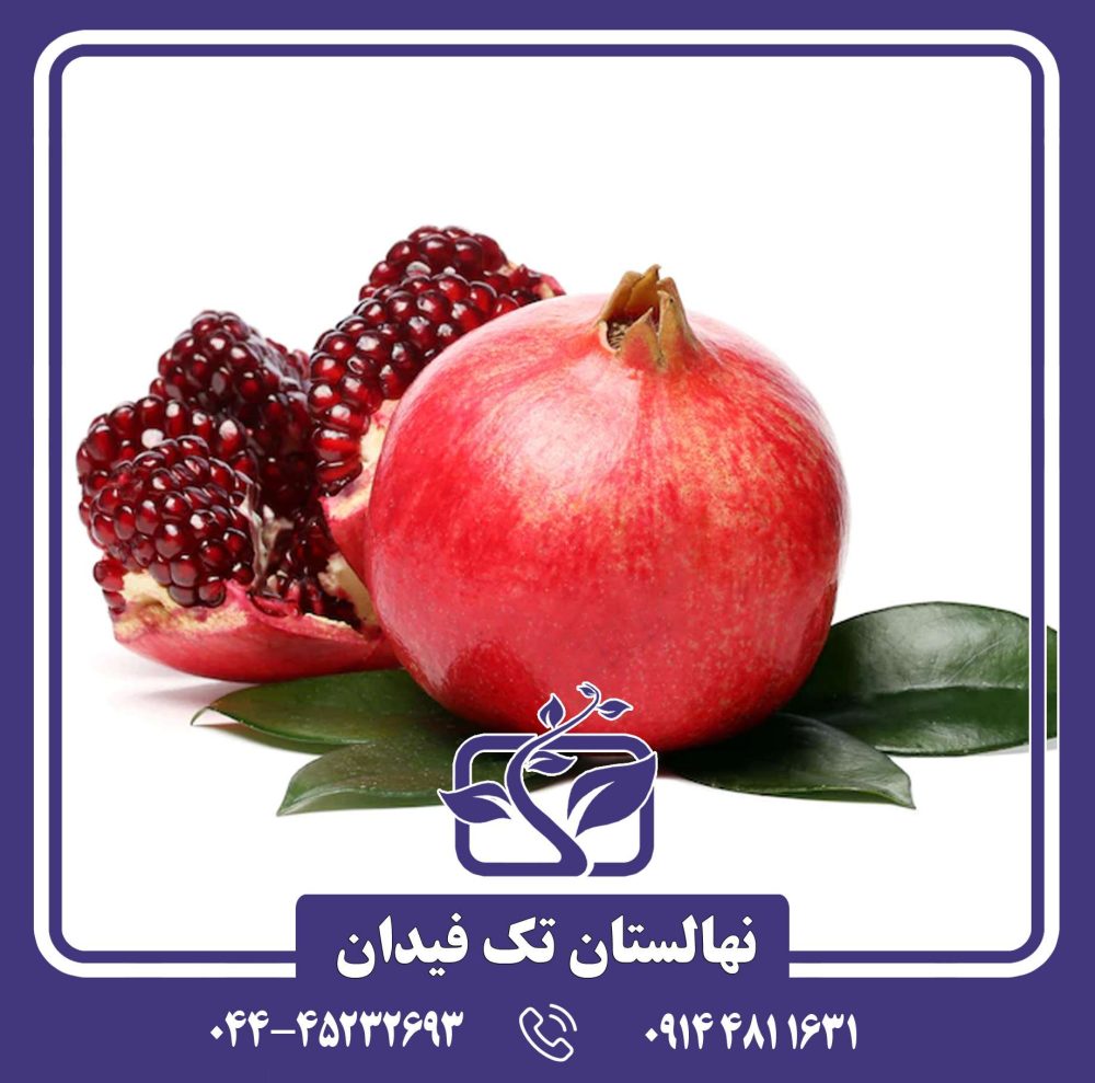 نهال انار دانه سیاه