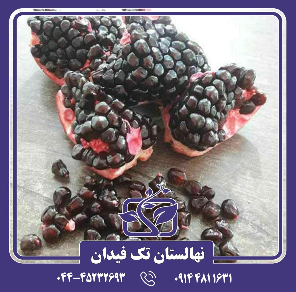 نهال انار دانه سیاه - Image 3