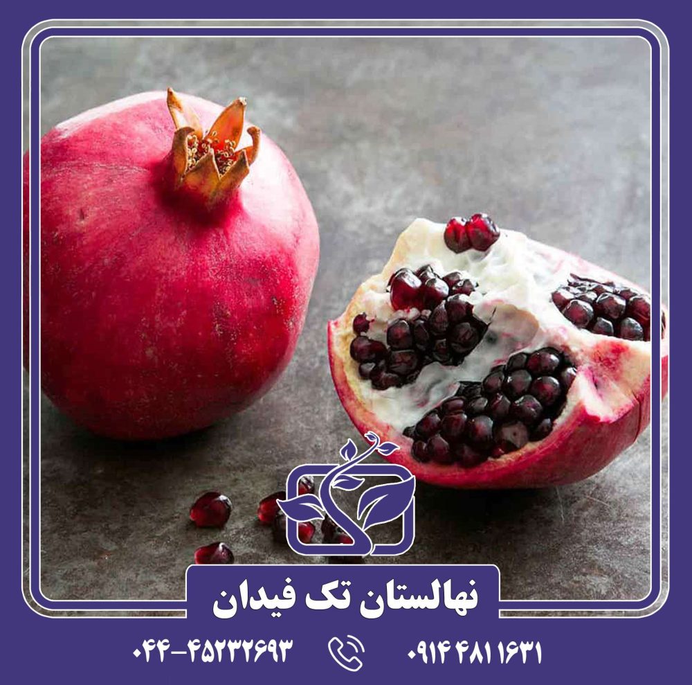 نهال انار دانه سیاه