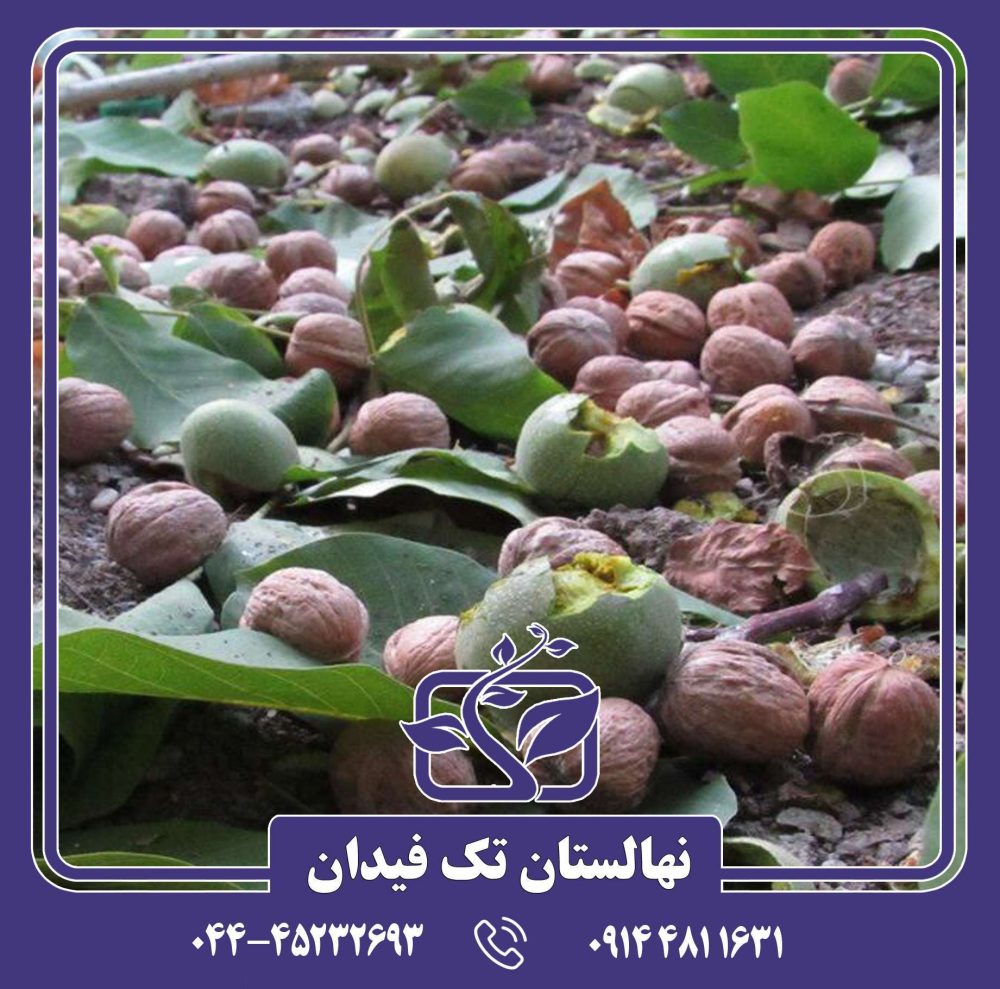 نهال گردو مراغه - Image 2