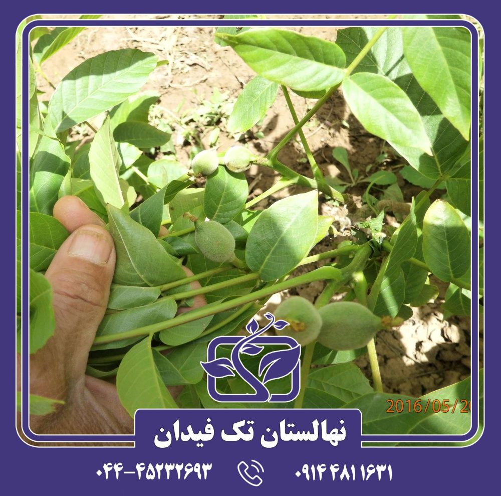 نهال گردو اسراییلی