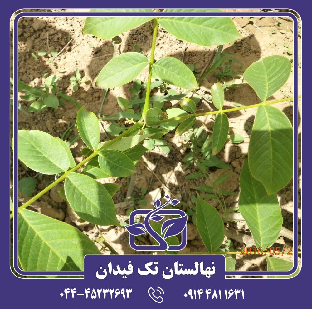 نهال گردو اسراییلی