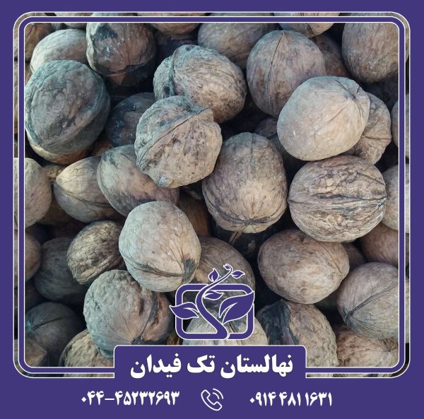 نهال گردو اسراییلی