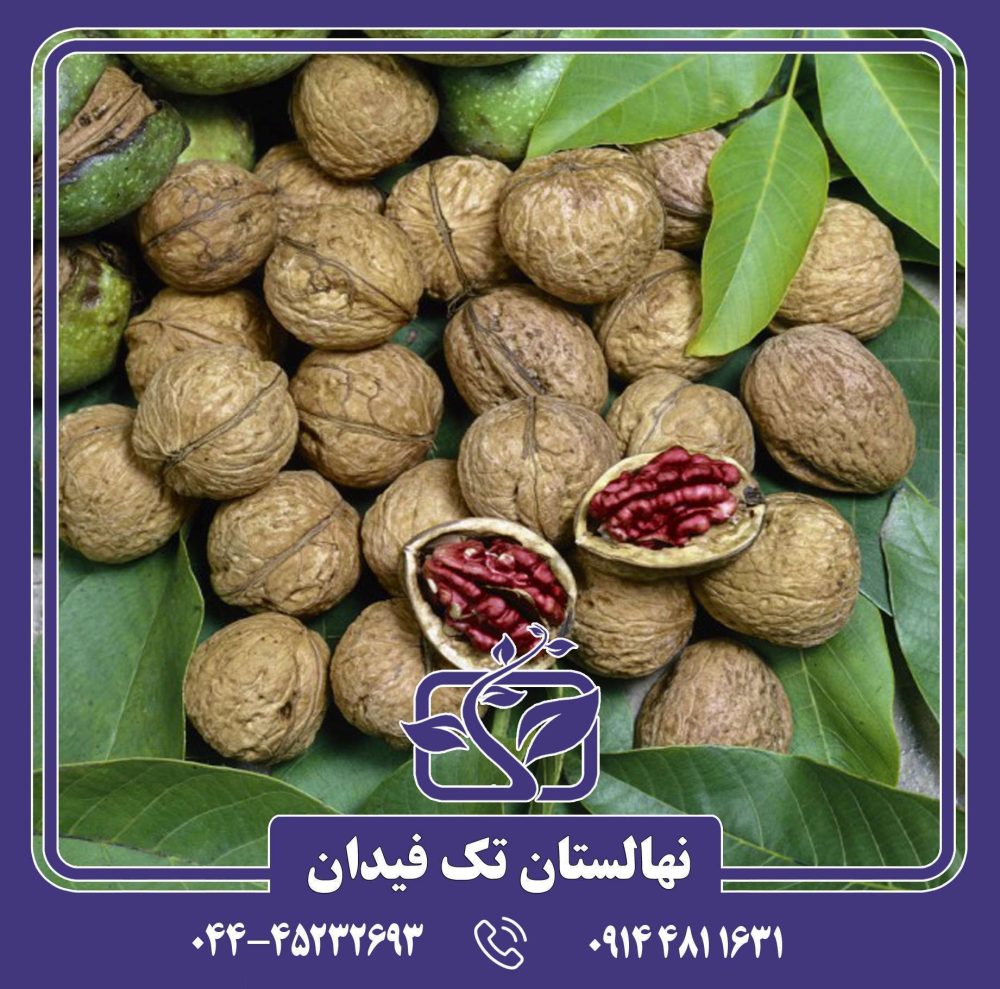 نهال گردو توسرخ