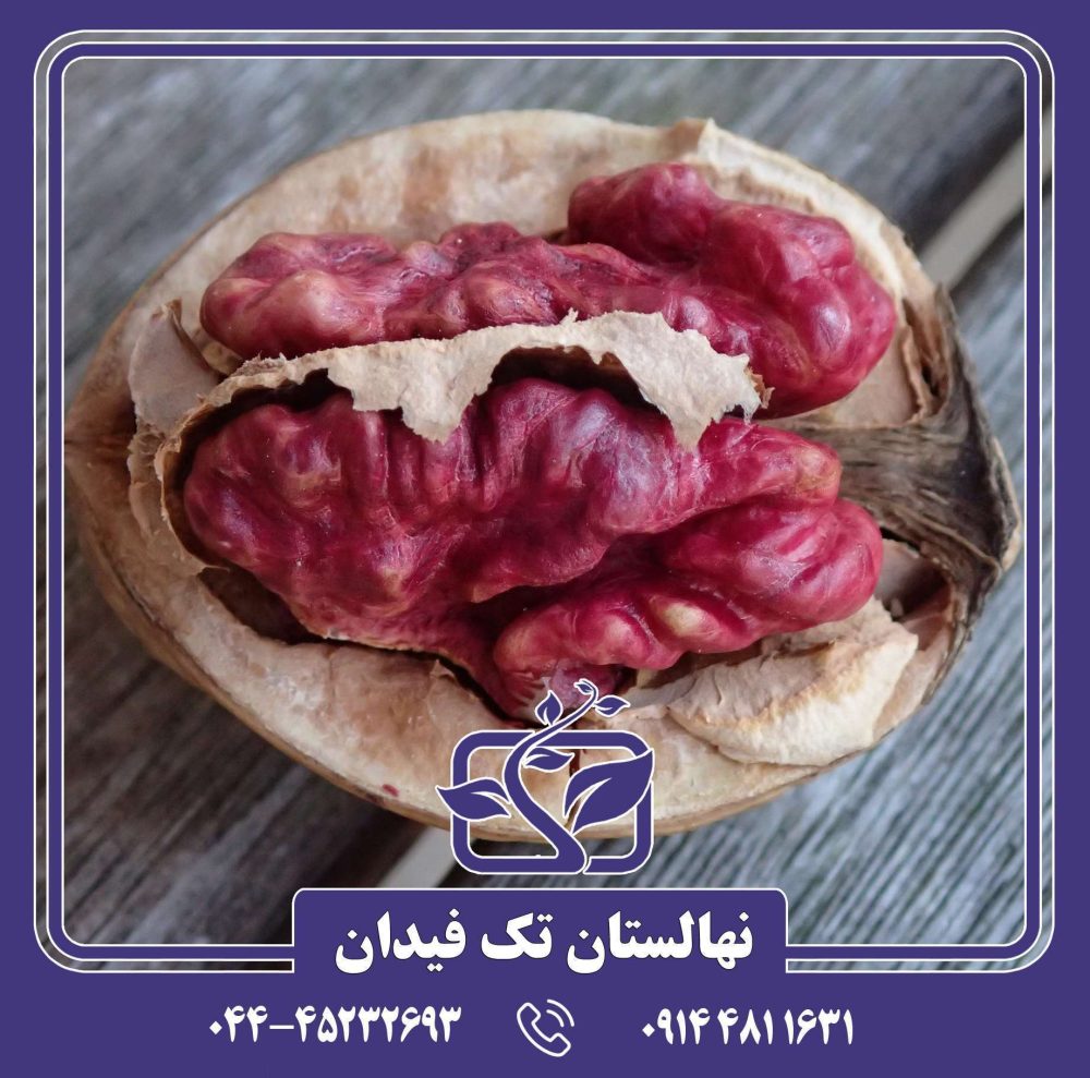 نهال گردو توسرخ خرید نهال میوه