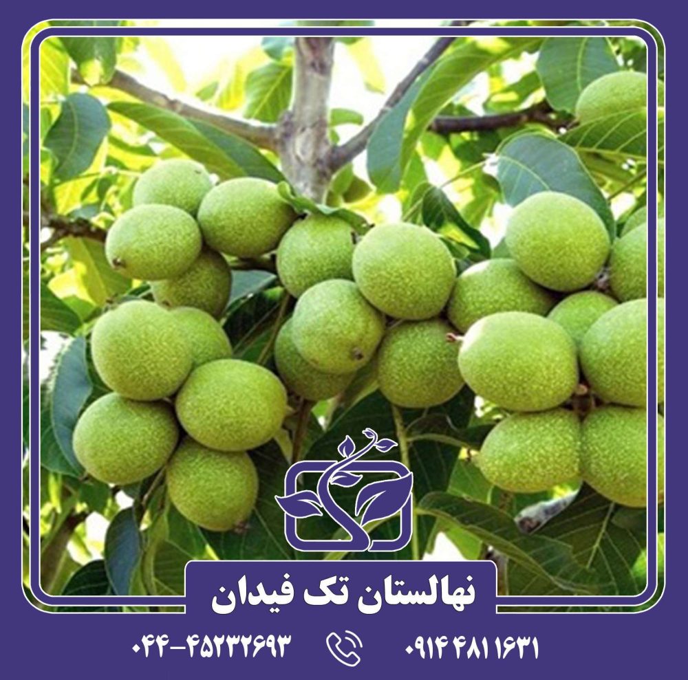 نهال گردو خوشه ای