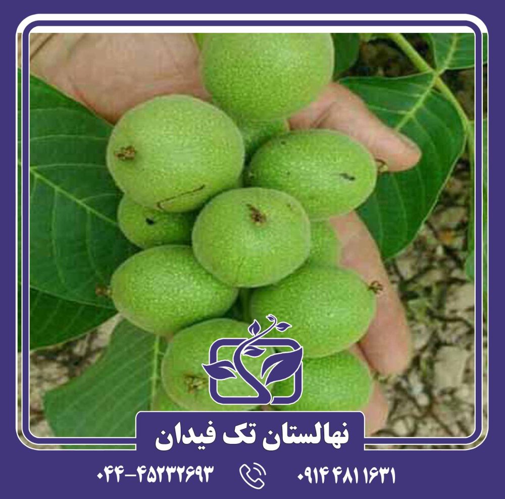 نهال گردو خوشه ای