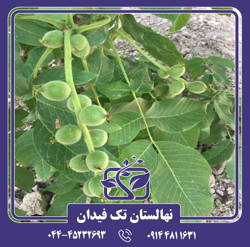 نهال گردو خوشه ای