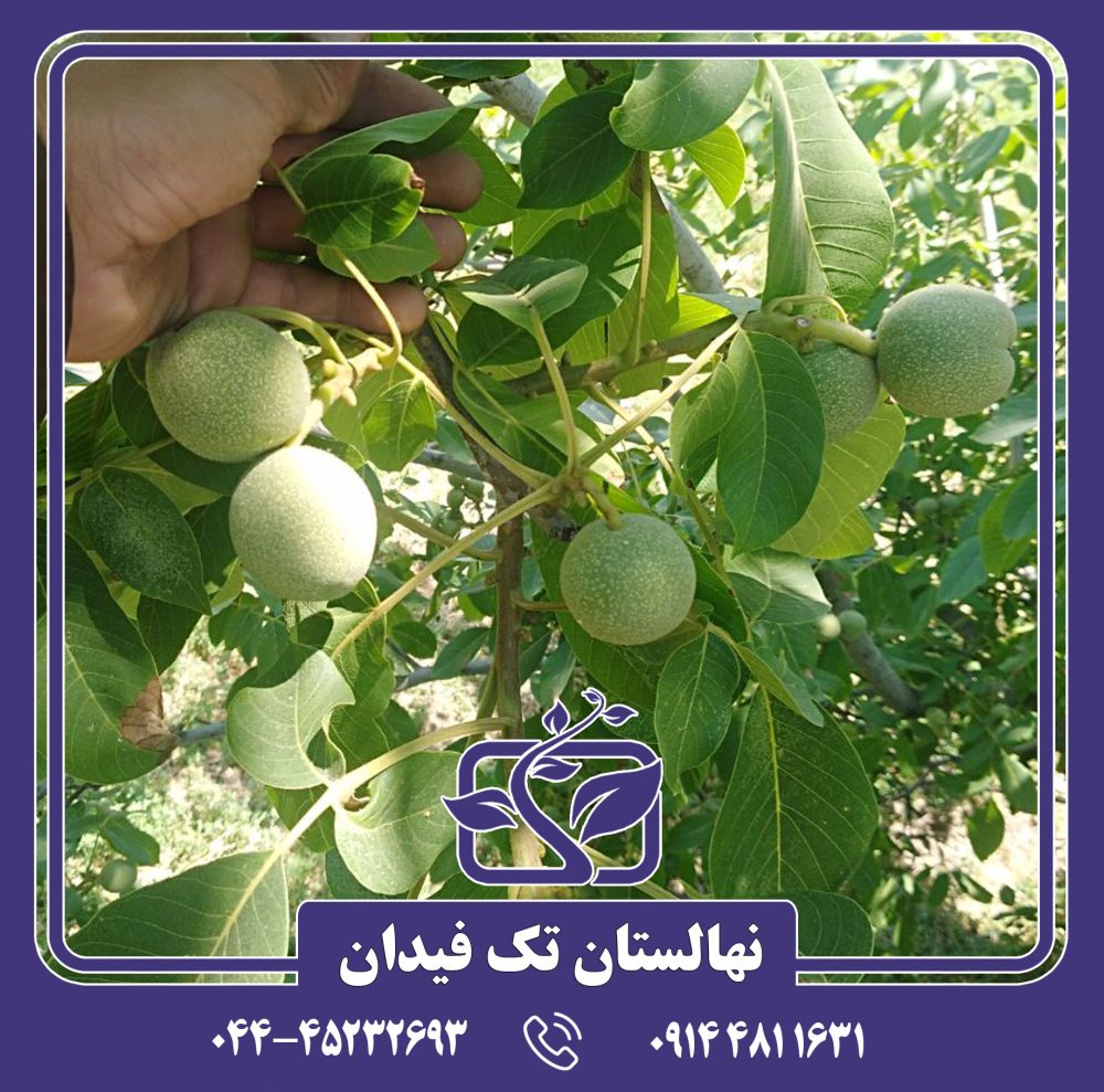 نهال گردو فرانکت