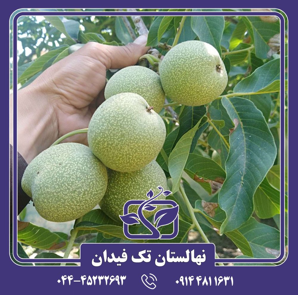 نهال گردو فرانکت