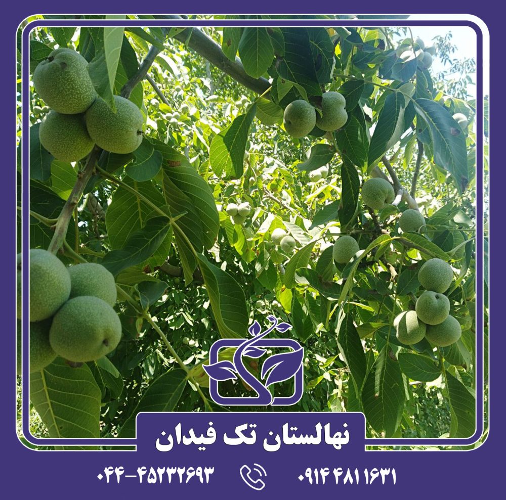 نهال گردو فرانکت