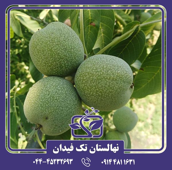 نهال گردو فرانکت