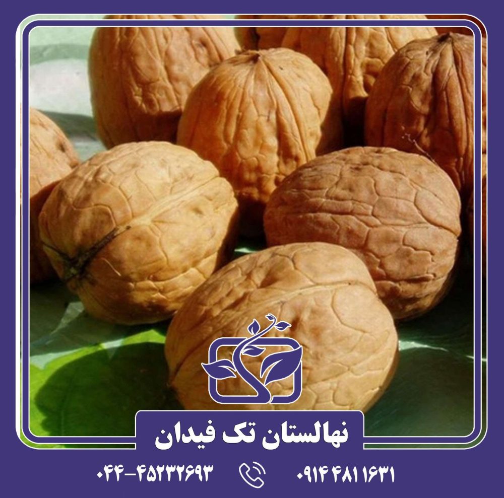 نهال گردو فرنته