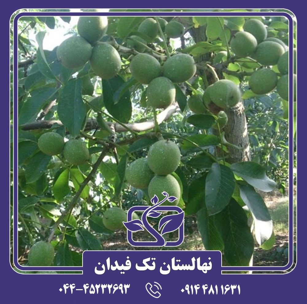 نهال گردو فرنته