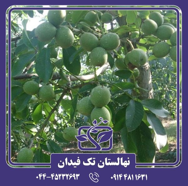 نهال گردو فرنته