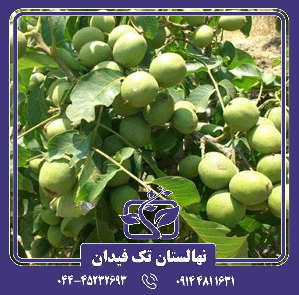 نهال گردو پدرو