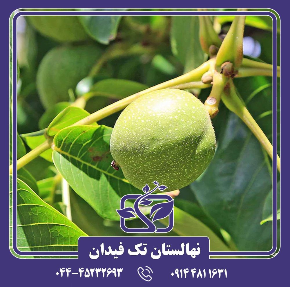 نهال گردو پدرو