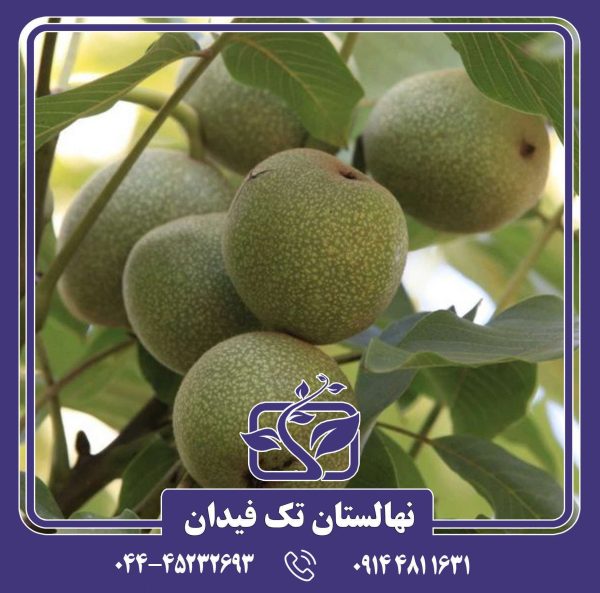 نهال گردو پدرو