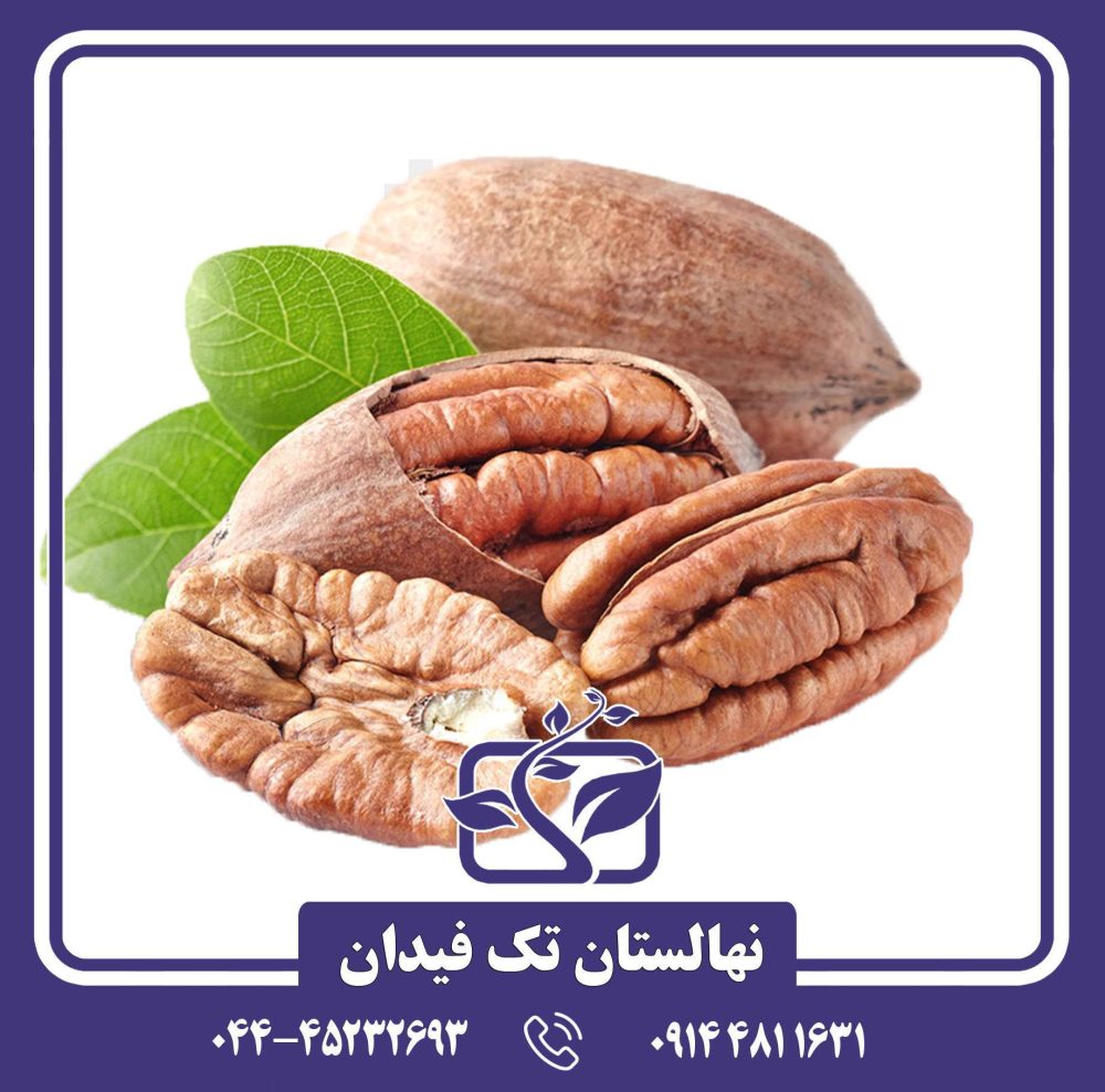 نهال گردو پکان