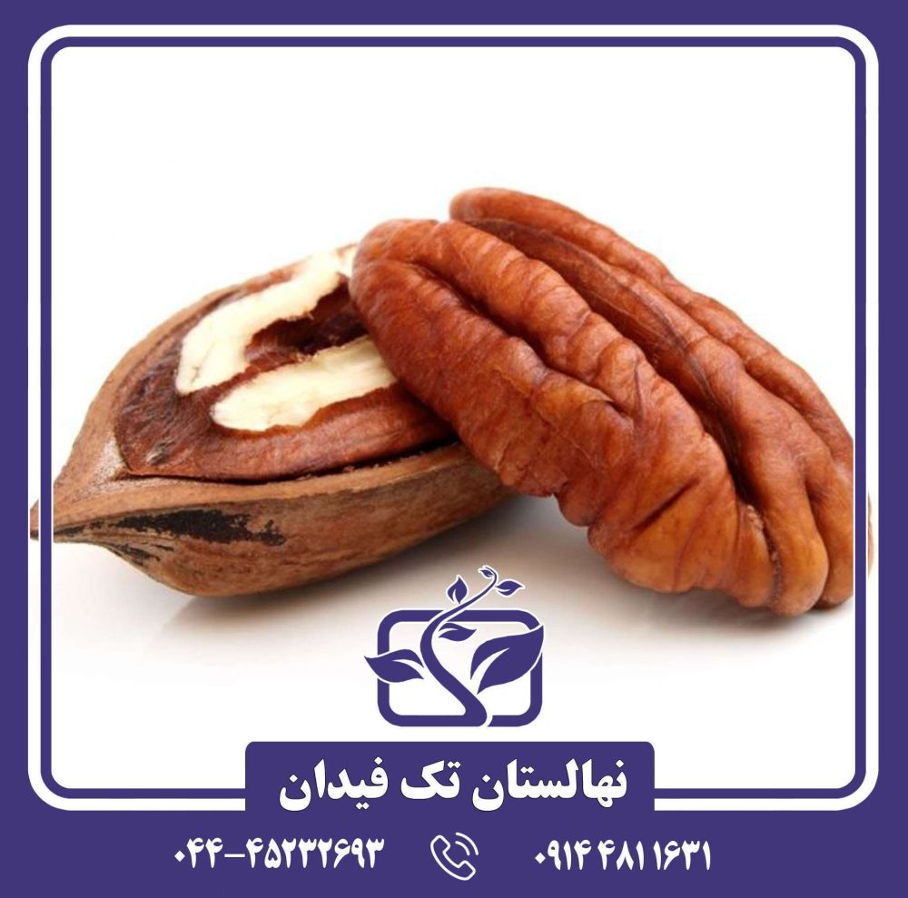 نهال گردو پکان