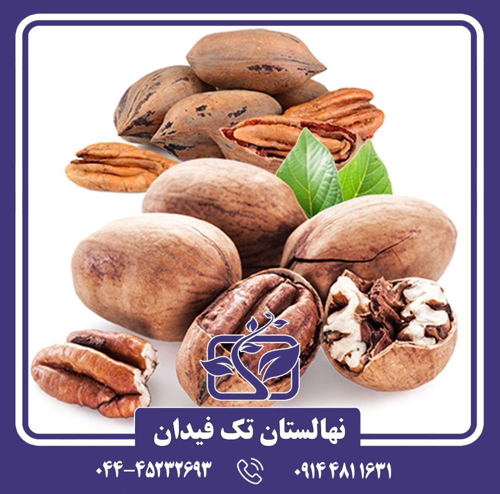 نهال گردو پکان