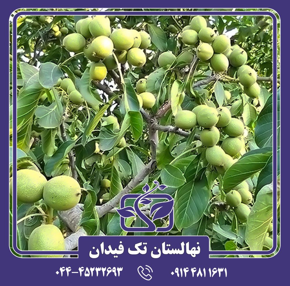 نهال گردو چندلر