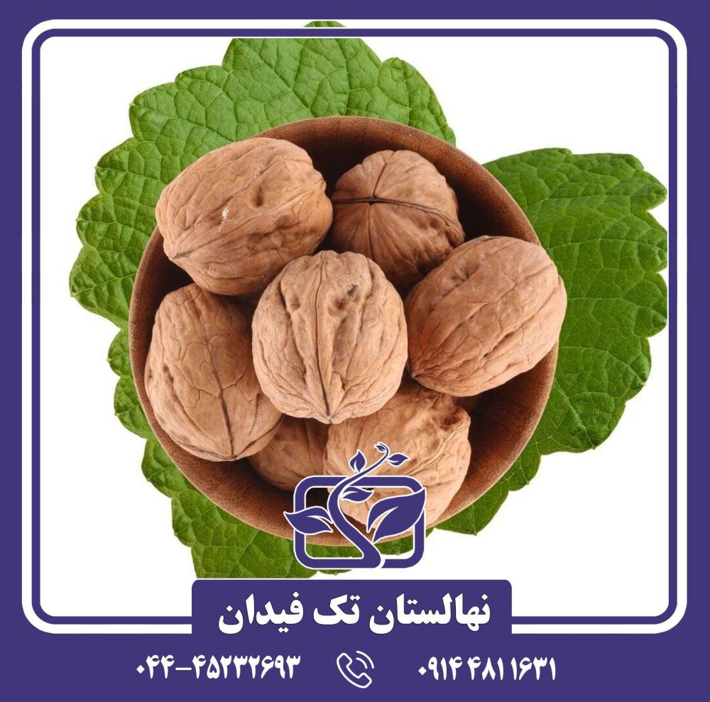 نهال گردو چندلر