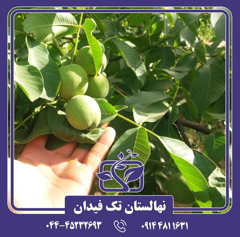 نهال گردو ژنوتیپ کاغذی مراغه