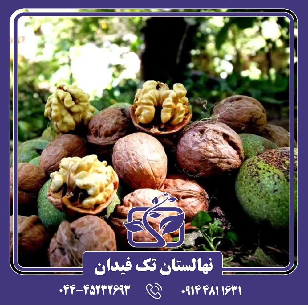 نهال گردو ژنوتیپ کاغذی مراغه