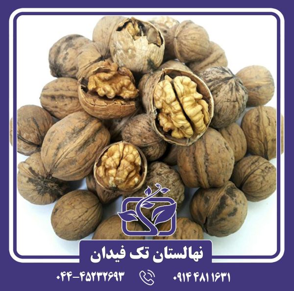 نهال گردو کاغذی
