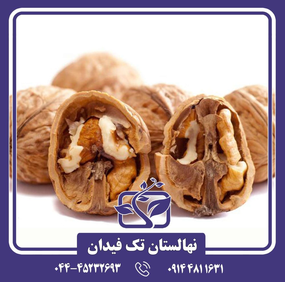 نهال گردو کاغذی