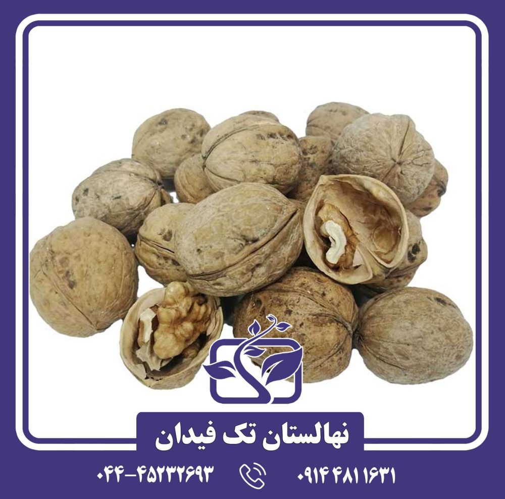 نهال گردو کاغذی