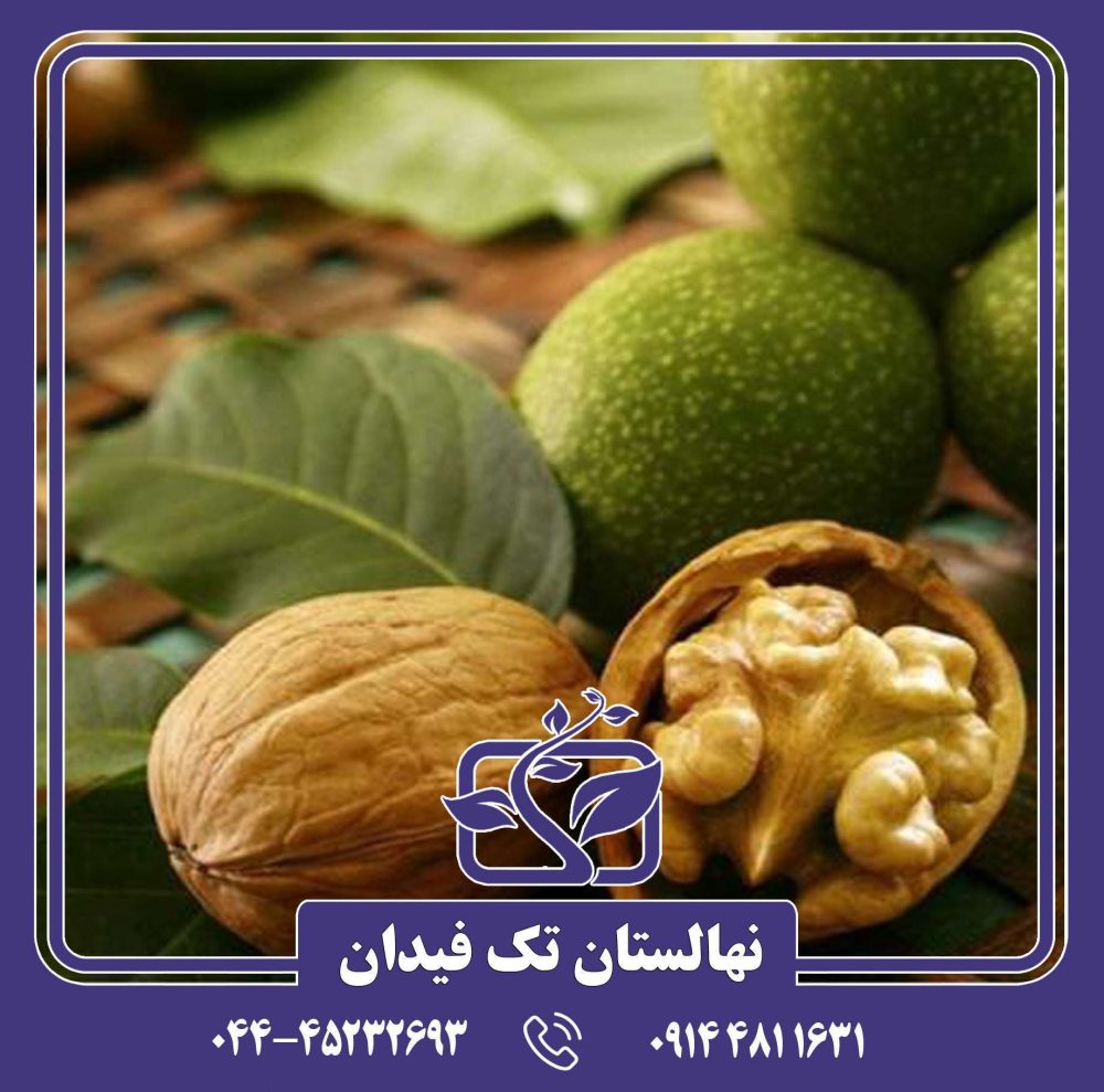 نهال گردو کاغذی