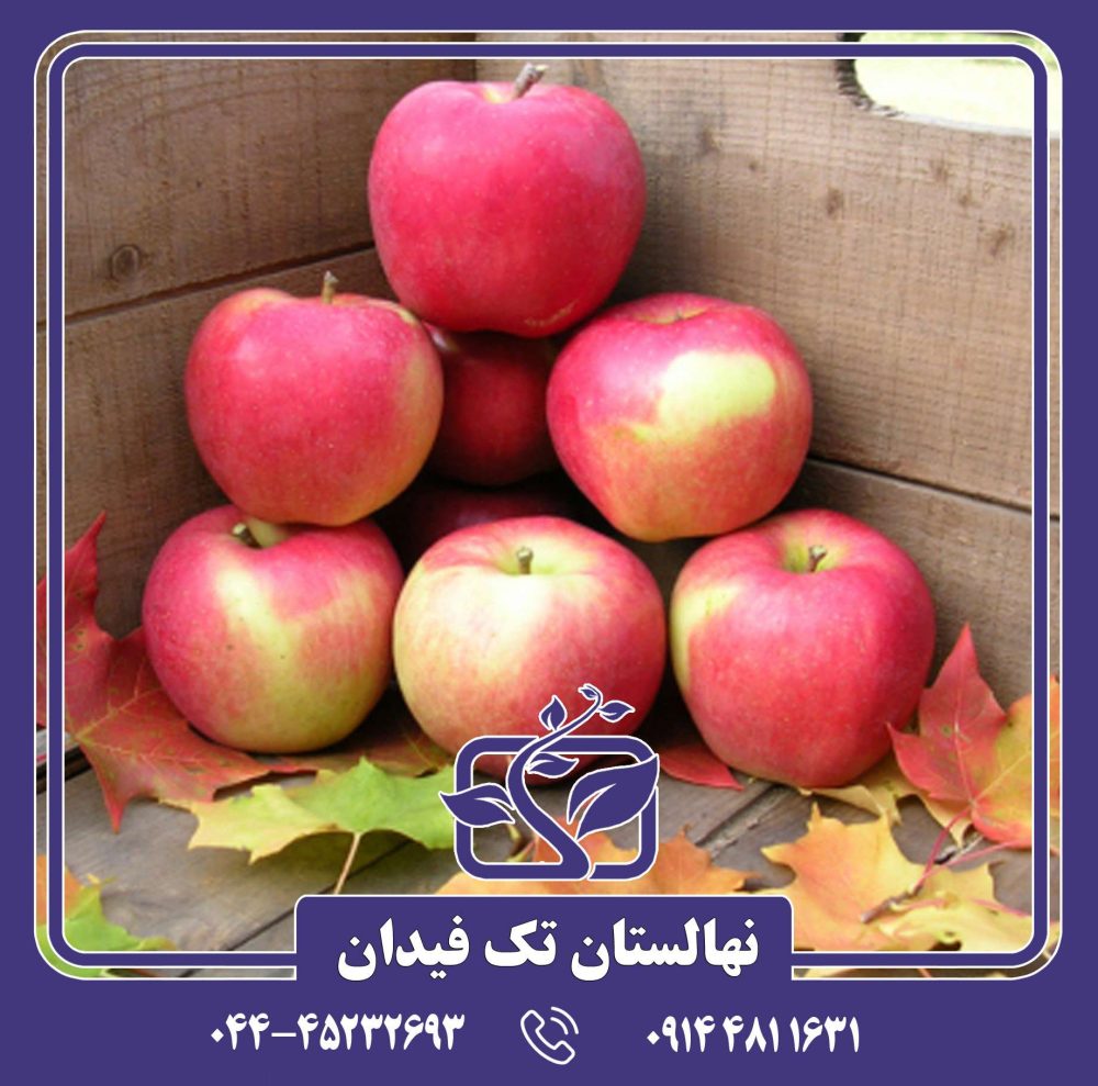 نهال سیب آمبروزیا