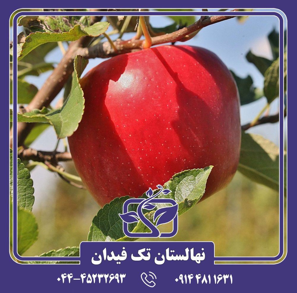 نهال سیب آمبروزیا