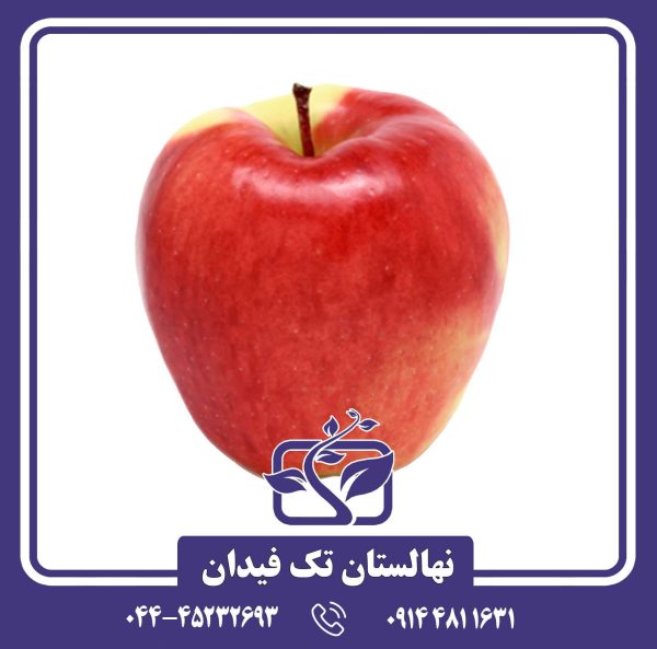 نهال سیب آمبروزیا