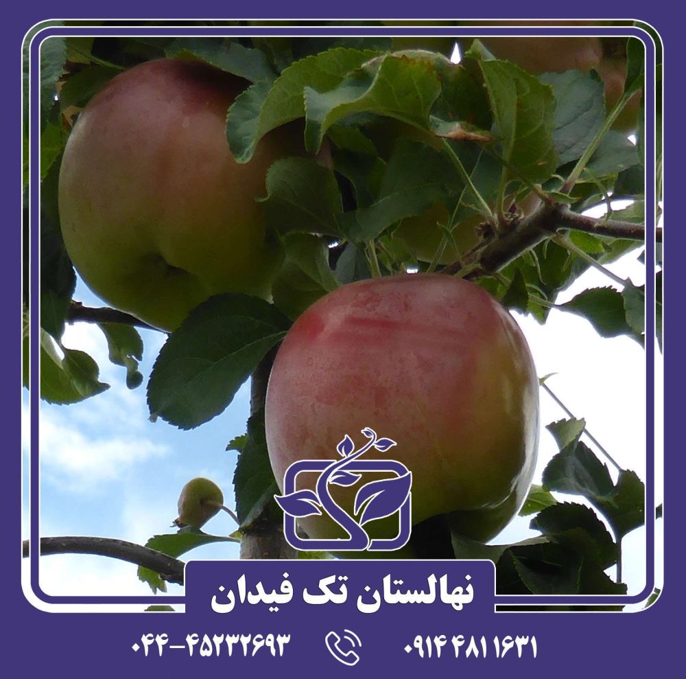 نهال سیب ارلی فوجی