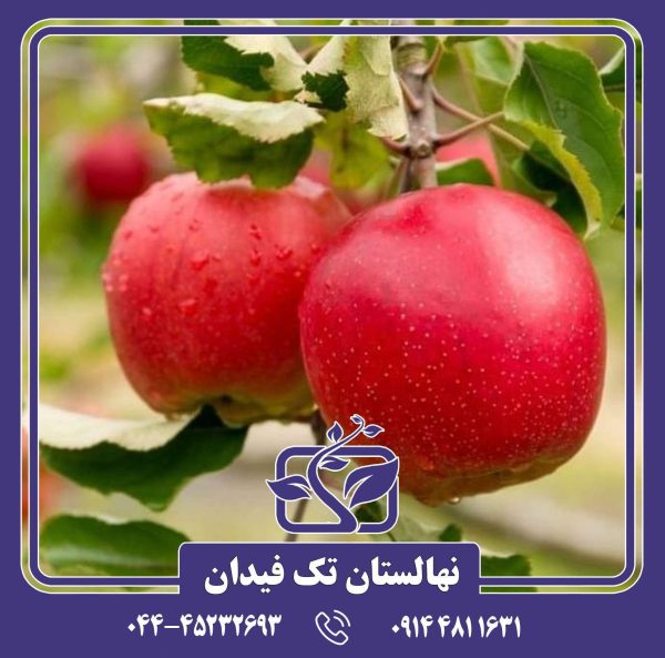 نهال سیب الستار