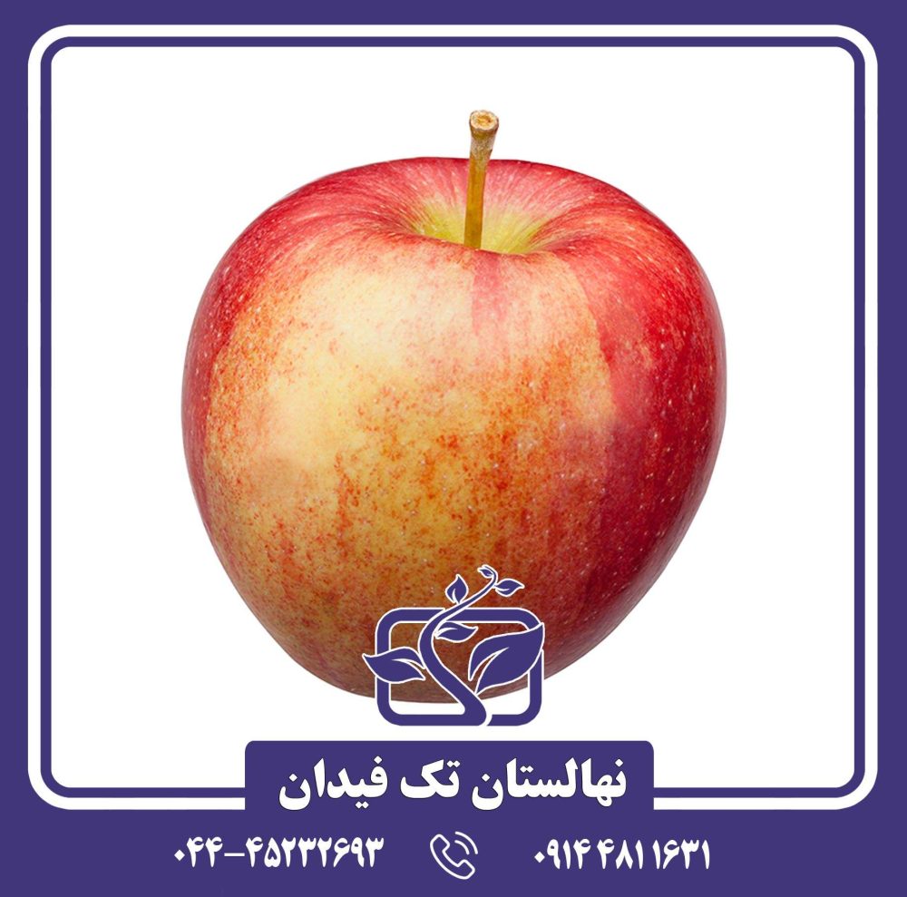 نهال سیب برابرن