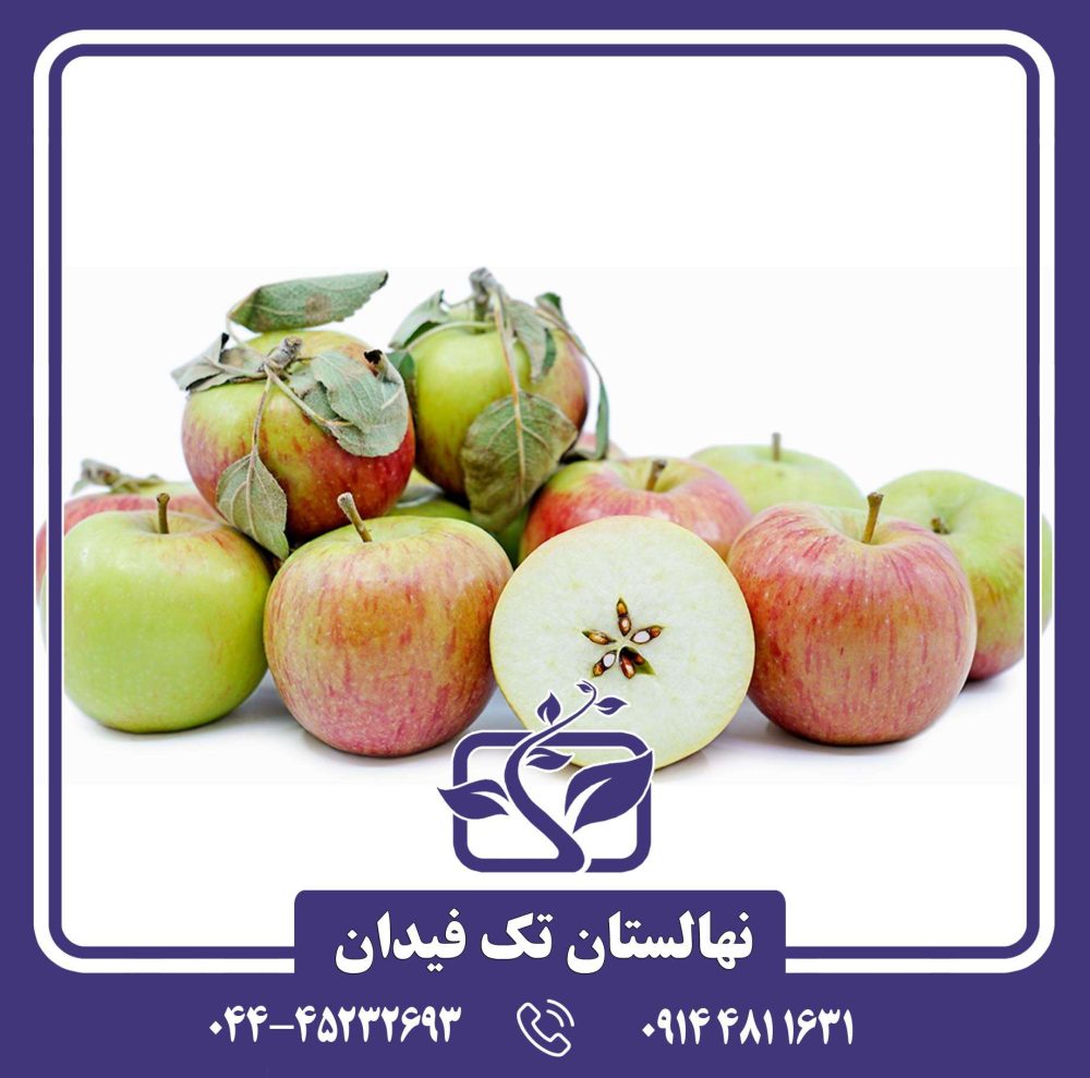 نهال سیب برابرن