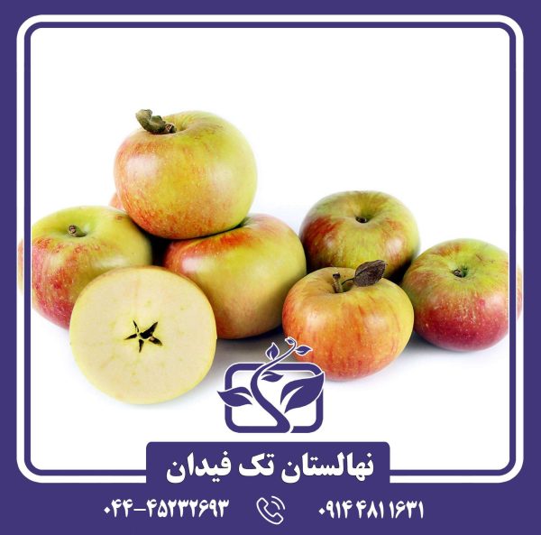 نهال سیب برابرن