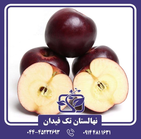 نهال سیب بلک آرکانزاس