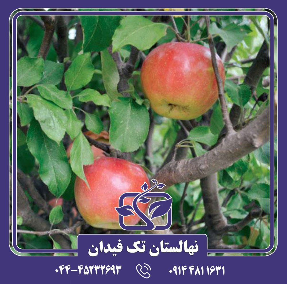 نهال سیب بن دیویس