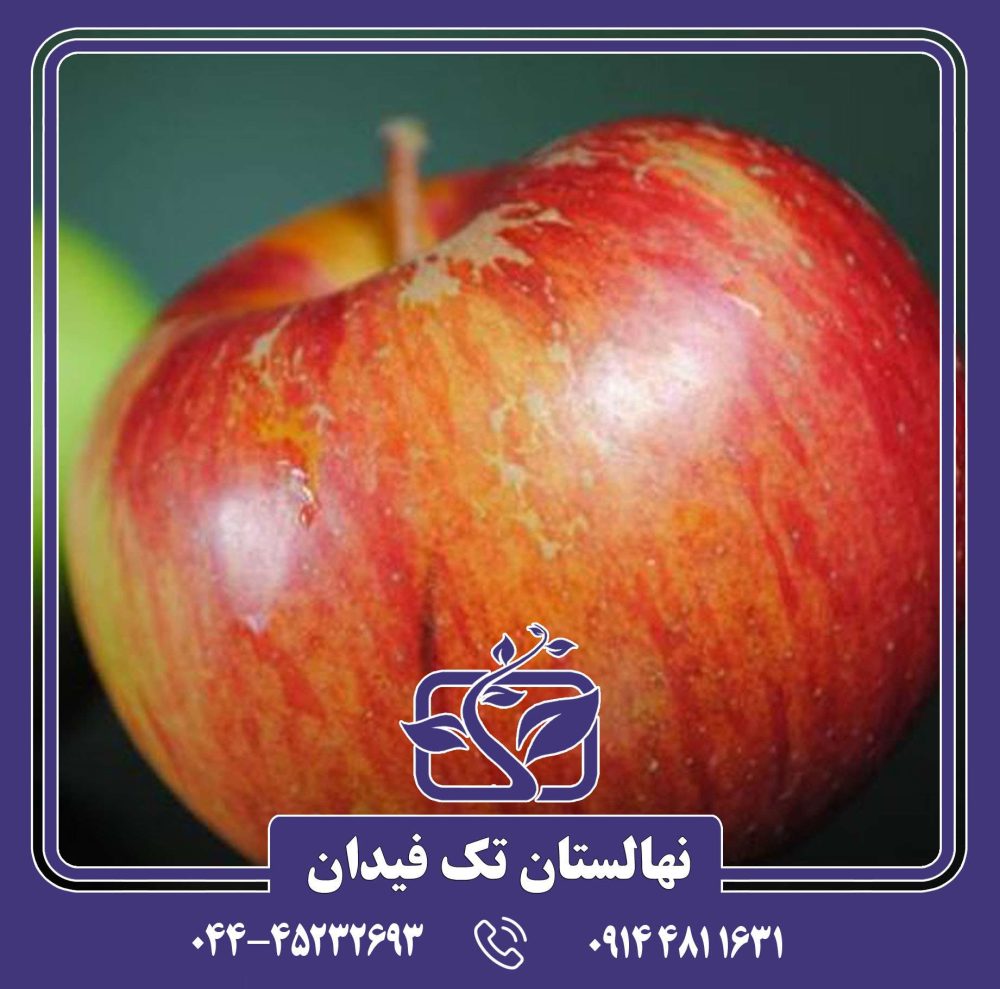 نهال سیب بن دیویس