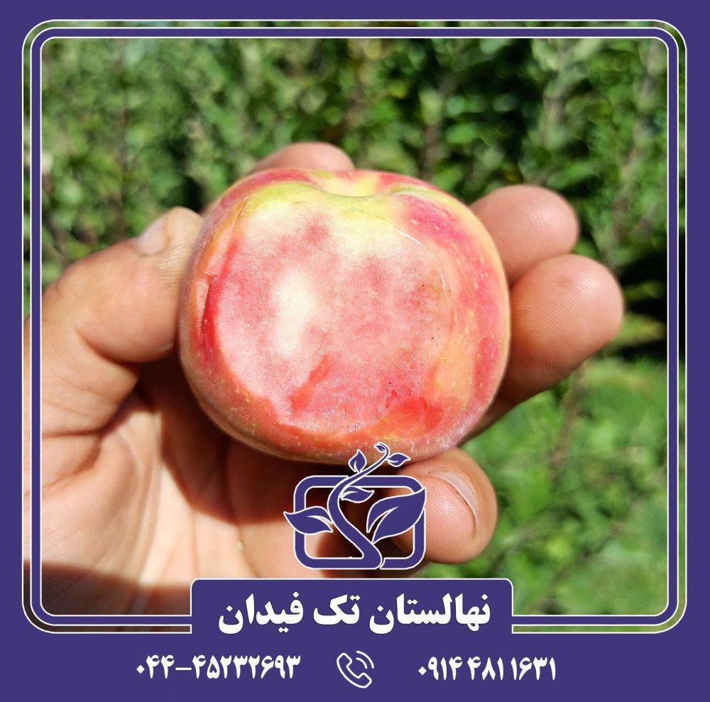 نهال سیب توسرخ